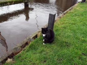 21 Deze kat heeft 7 vissen opgegeten.jpg