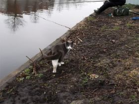23 De buurtkat was er ook.jpg