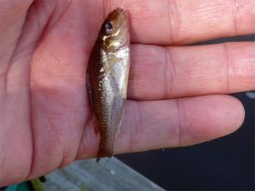 13a Een bijna maatse Pos Gymnocephalus cernuus.jpg