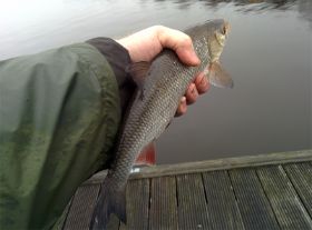 17_Een voorn van 36 cm.jpg