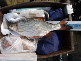 26_Een topvoorn van 31 cm.jpg