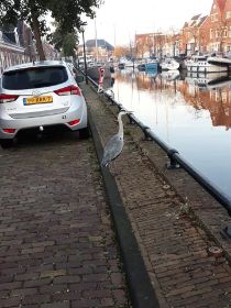 04 Reiger als collega.jpg